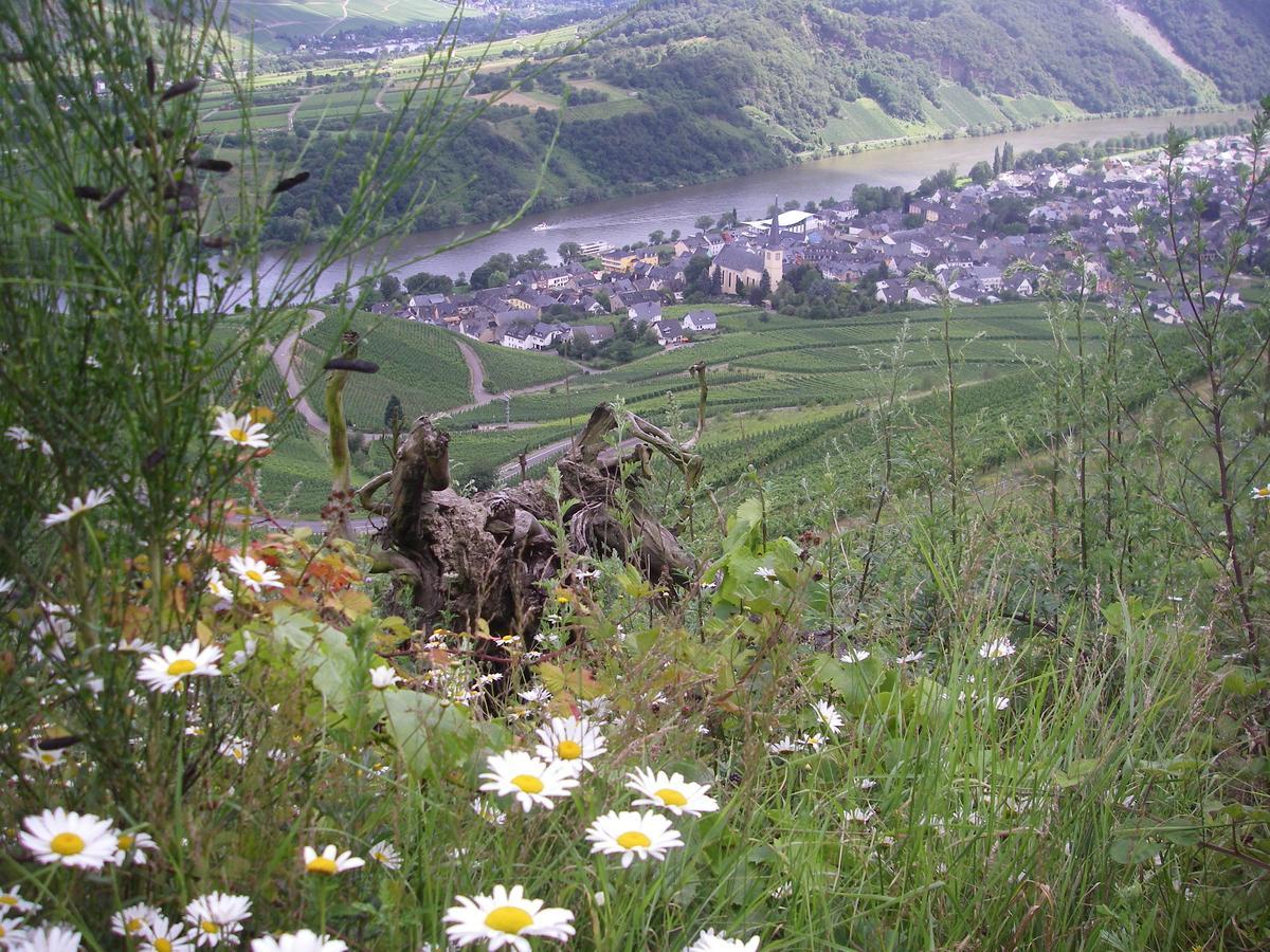 Weingut Bernd Hermes Kröv Exteriör bild